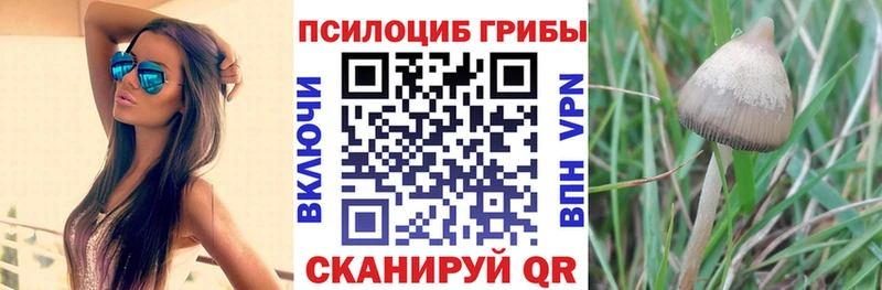 магазин продажи   Тайга  Псилоцибиновые грибы прущие грибы 